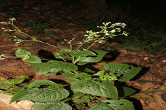Adenostemma lavenia